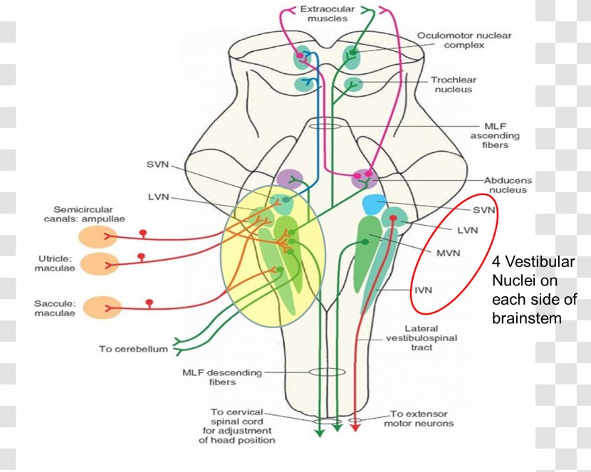 Medicine Vestibular Nerve System Lateral Nucleus Therapy - Flower - Organs Transparent PNG