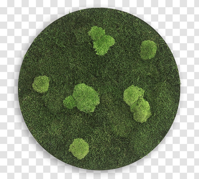 Circle Sphere Bryophyte Iceland Moss Disk Transparent PNG