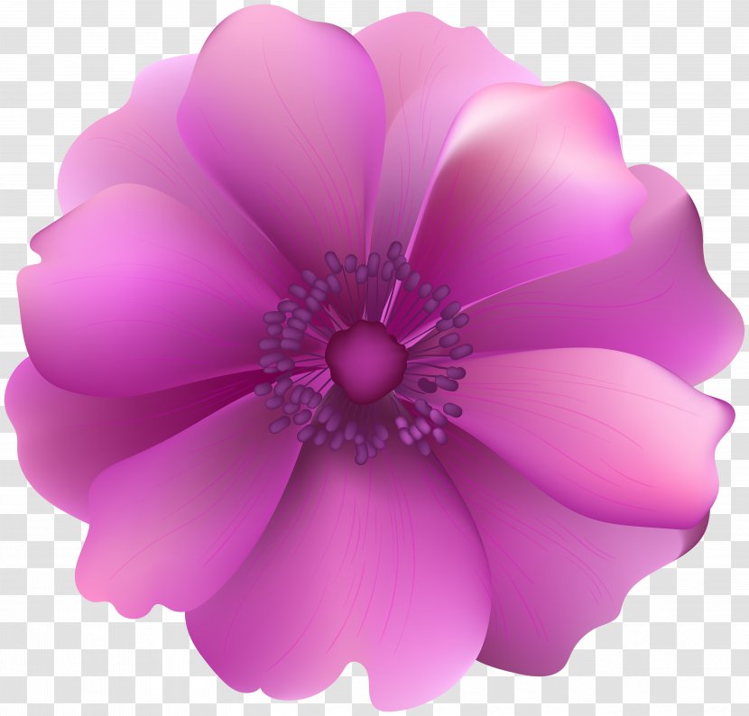 Clip Art - Petal - Pink Flowers Perfume Transparent PNG