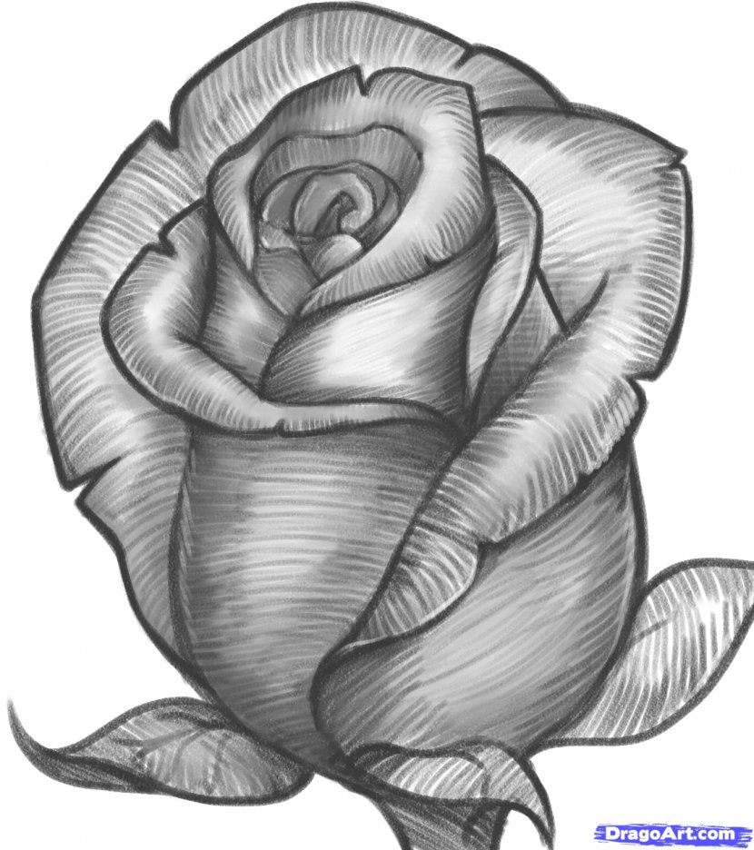 Drawing Rose Pencil Sketch - Art Museum - Drawings Of Roses Transparent PNG