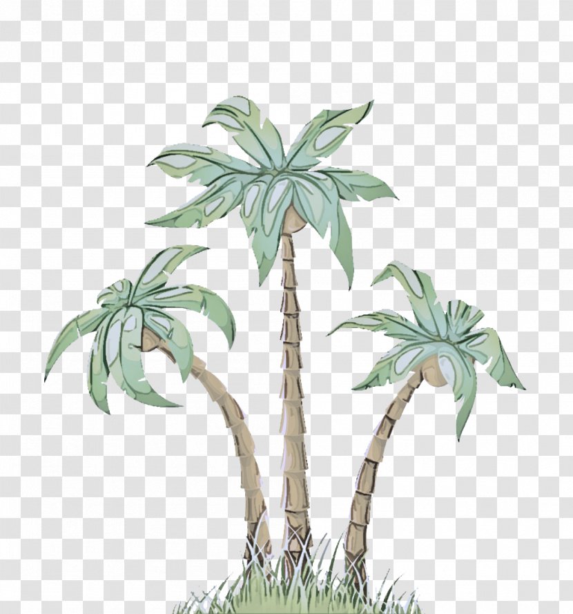 Palm Tree - Woody Plant Leaf Transparent PNG