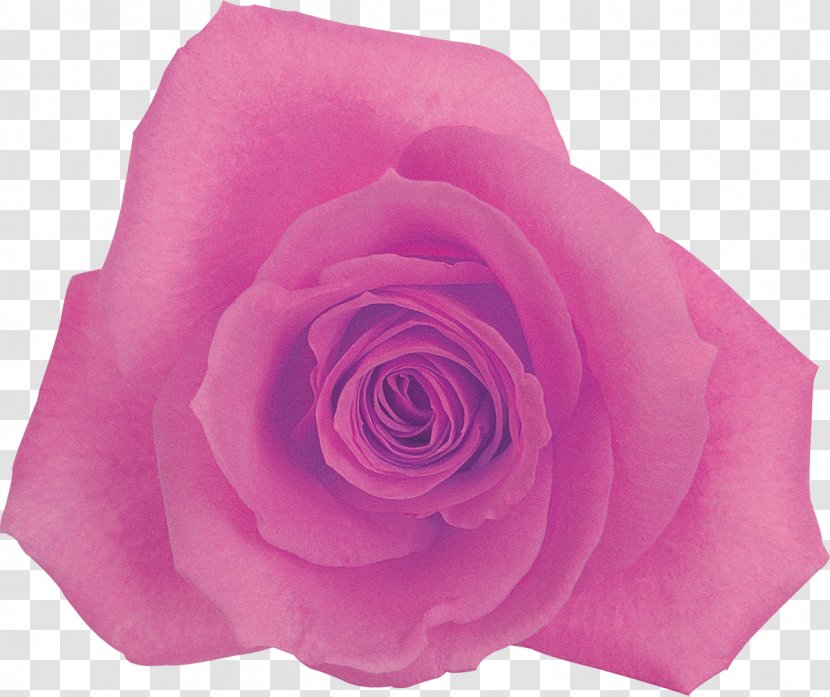 Centifolia Roses Rosaceae Flower Garden Pink - Rosa - Lilac Transparent PNG