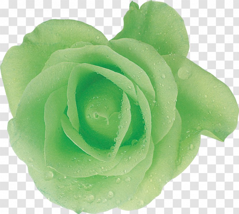 Green Garden Roses Cut Flowers - Yellow - White Rose Transparent PNG