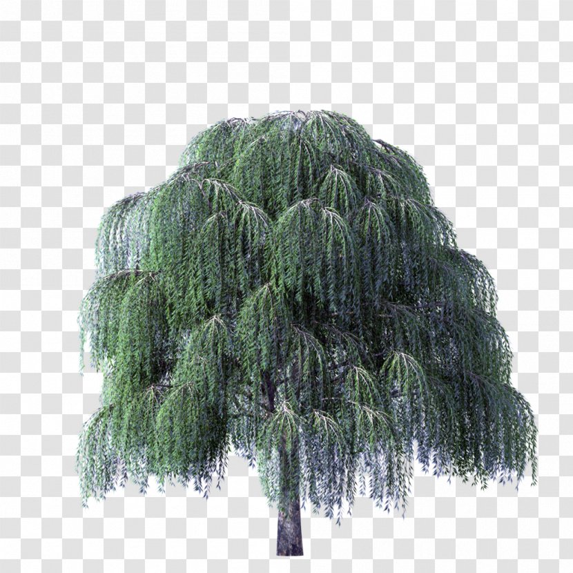 Weeping Willow Golden Salix Nigra Alba Tree - Pine Family - River Transparent PNG