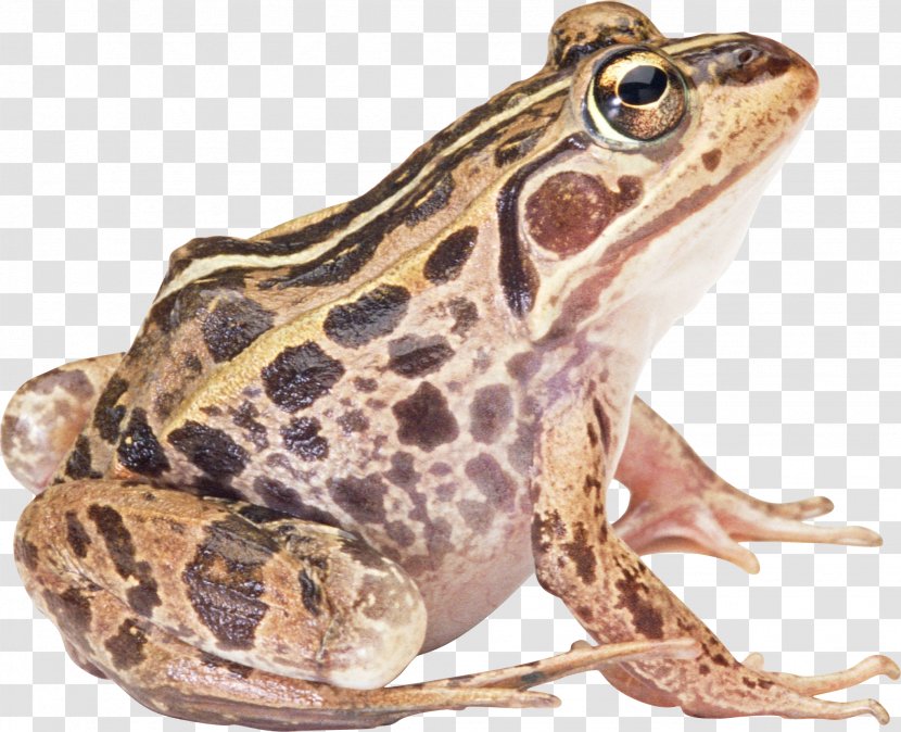 American Bullfrog True Frog Reptile Toad Paperback - Image Transparent PNG