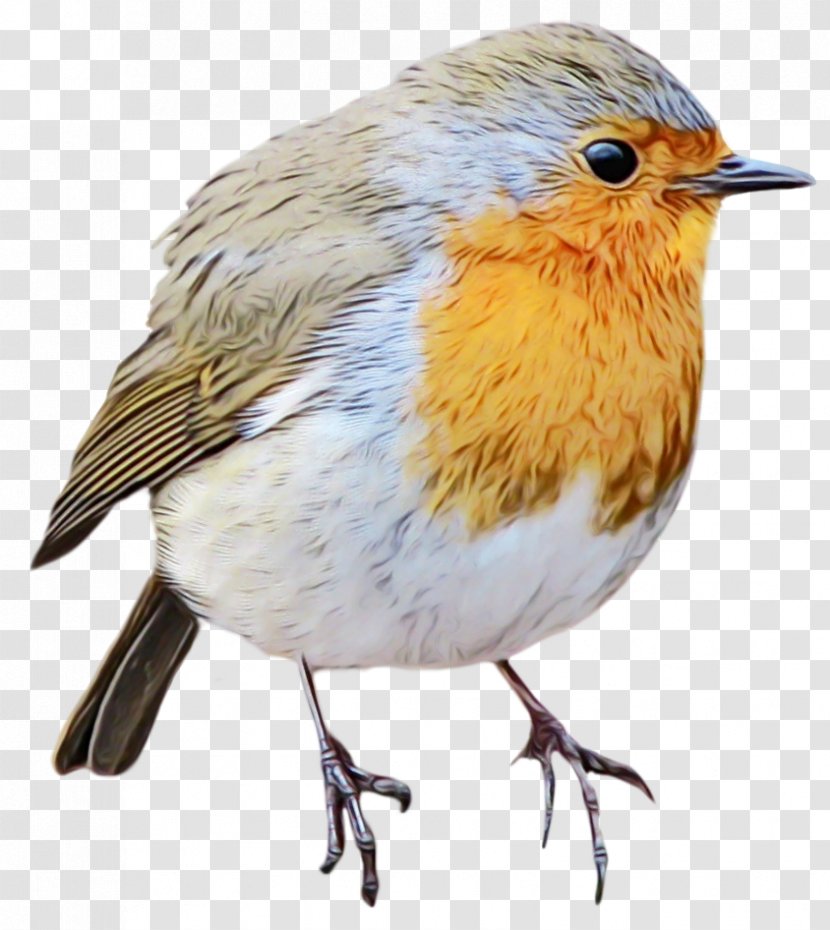 Feather - Robin - Perching Bird Transparent PNG