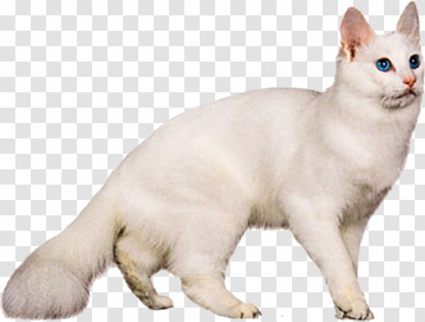 Turkish Angora Van Maine Coon Cat Food Breed - Tail - White Transparent PNG