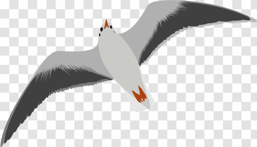 Gulls Bird Clip Art - Gull Transparent PNG