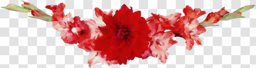 Red Cut Flowers Petal Carnation Pink Family Transparent PNG