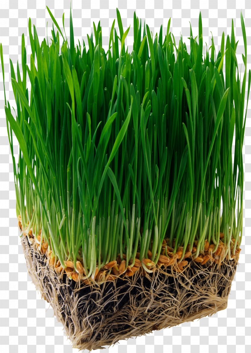 Juice Organic Food Barley Wheatgrass Nutrition - Alfalfa Transparent PNG