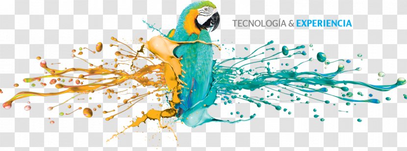 Graphic Design Logo Macaws - Beak Transparent PNG