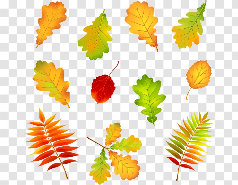 Autumn Leaves Vector Graphics Illustration Clip Art - Leaf - Deciduous Transparent PNG