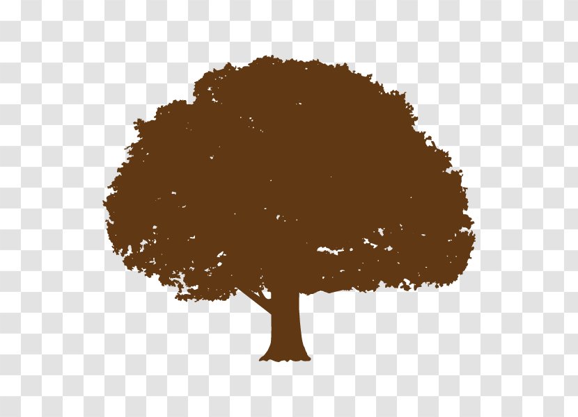Moreton Bay Fig Tree Root Diagram Oak - Plant Transparent PNG