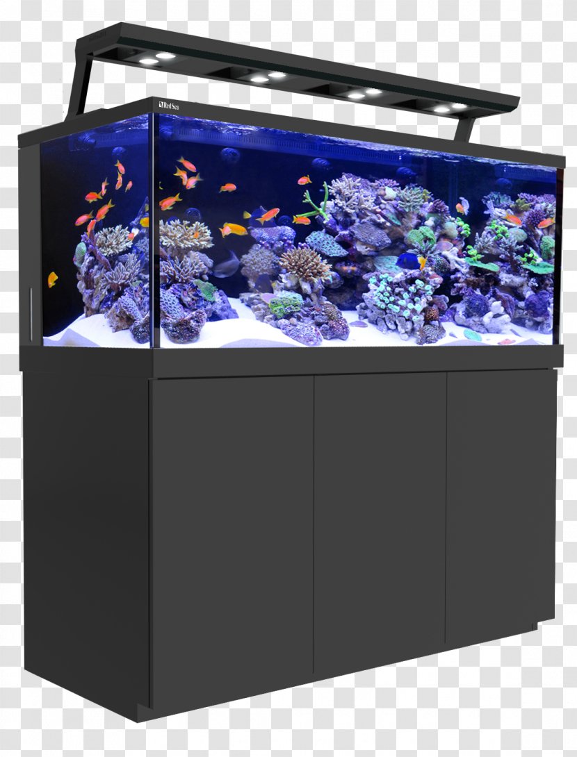 Red Sea Reef Aquarium Coral Aquariums - Decoration Transparent PNG