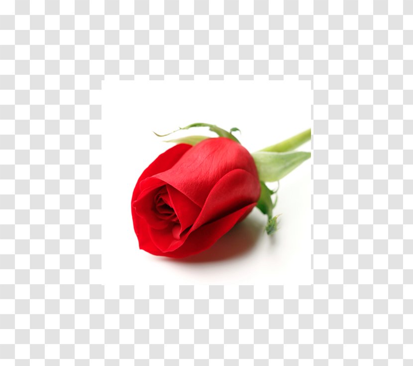 Garden Roses Valentine's Day Flower Red - Rose Transparent PNG
