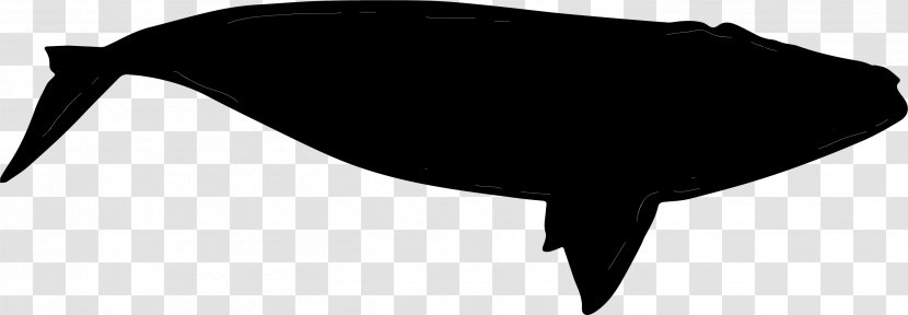 Black Beak Silhouette - Beluga Whale Transparent PNG