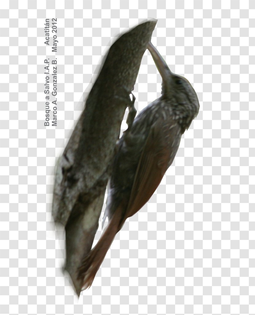Beak Bird Acatitán Fauna Inventory - Autonomous University Of Baja California - Acorn Woodpecker Transparent PNG
