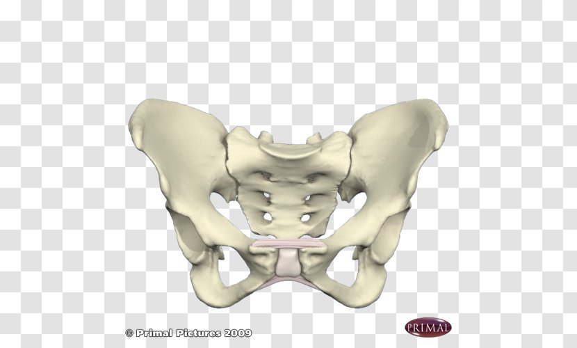 Pelvis Bone Human Skeleton Pelvic Tilt - Frame Transparent PNG