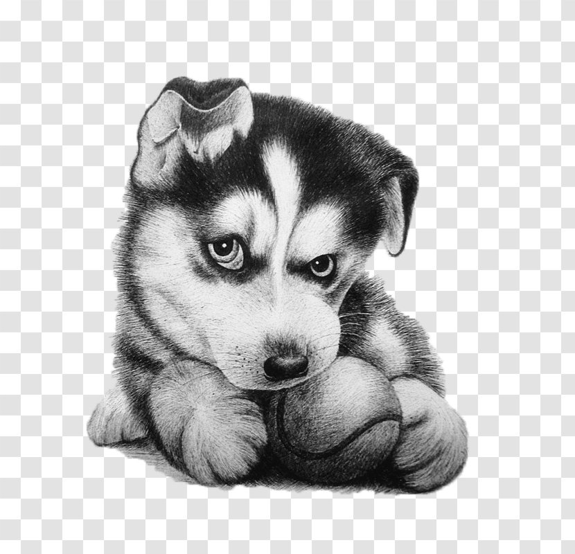 Alaskan Malamute Husky Drawing Painting - Puppy Love - Huskies Transparent PNG