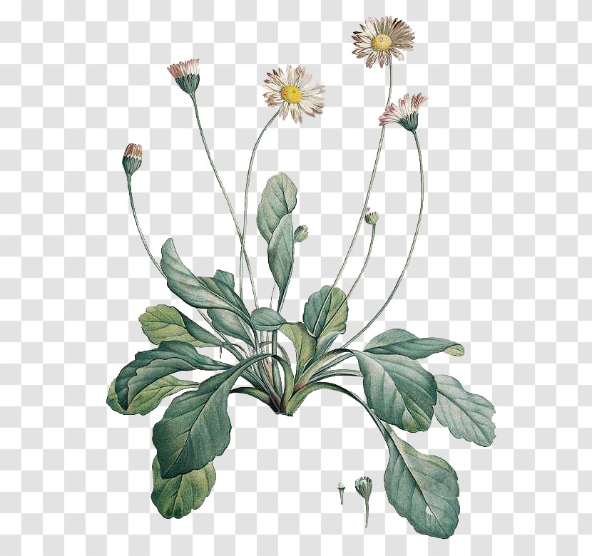 Botanical Illustration Common Daisy Botany Drawing - Floral Design - Flower Transparent PNG
