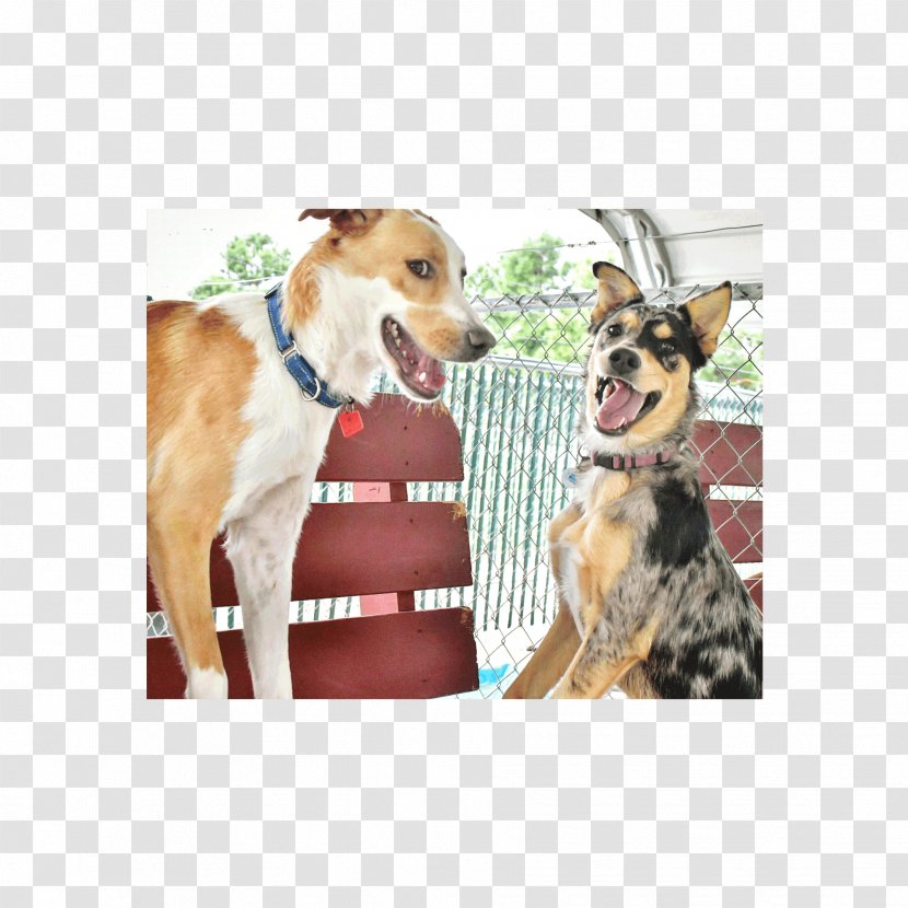 Dog Breed Leash Snout Transparent PNG