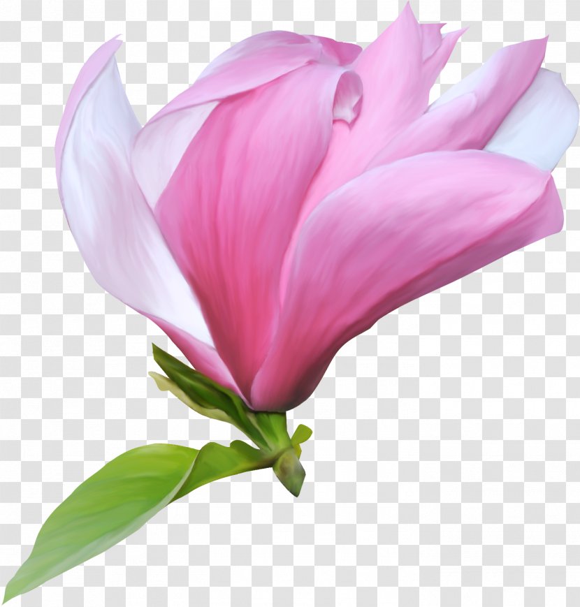 Flower Clip Art - Magnolia Family - Kartikeya Transparent PNG
