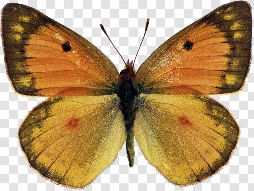 Clouded Yellows Butterfly Moth Brush-footed Butterflies Gossamer-winged - And Moths Transparent PNG