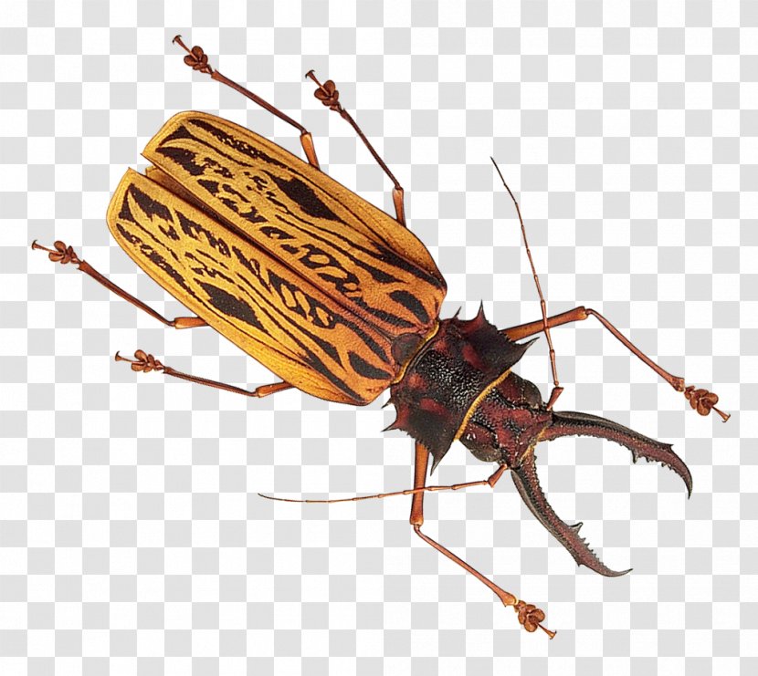 Insect Mosquito - Image Resolution Transparent PNG