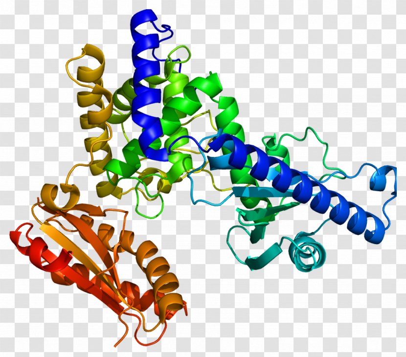 PAPOLA FIP1L1 Polynucleotide Adenylyltransferase Protein CPSF1 - Dna Polymerase Epsilon - Gene Transparent PNG