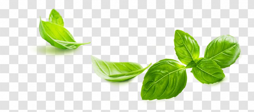 Basil Pesto Leaf Pianta Aromatica - Estragole - Gli 2018 Transparent PNG