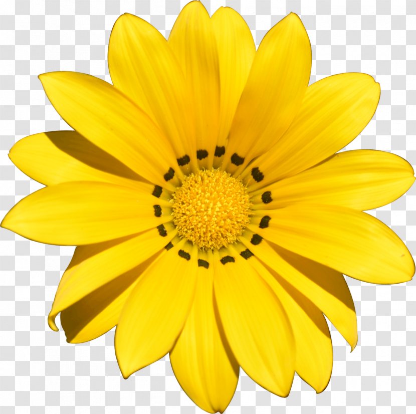 Flower Yellow Stock Photography Transvaal Daisy Clip Art - YELLOW Transparent PNG