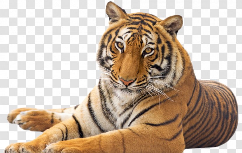 Tiger Cat Emotional Intelligence - Mammal - Tummy Transparent PNG
