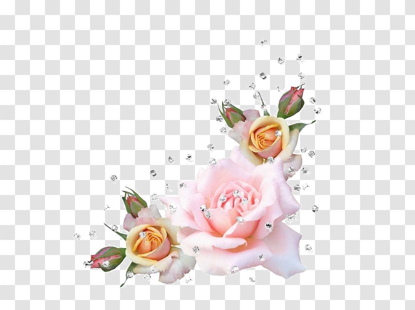 Garden Roses Paper Cabbage Rose Clip Art - Family - Purple Flower Border Transparent PNG