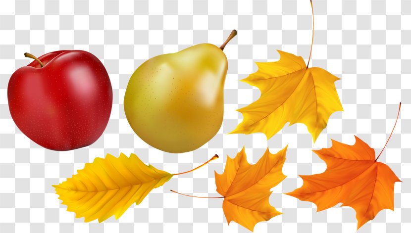 Fruit Computer Wallpaper - Food - Apple And Maple Sydney Transparent PNG