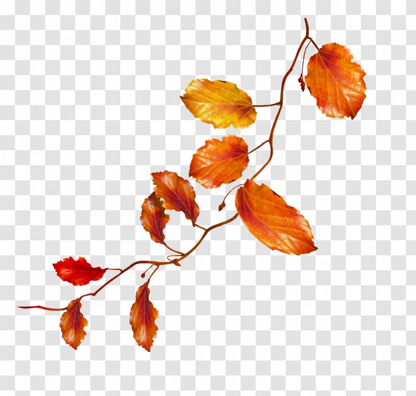 Autumn Flower Clip Art - Plant Stem - Leaves Transparent PNG