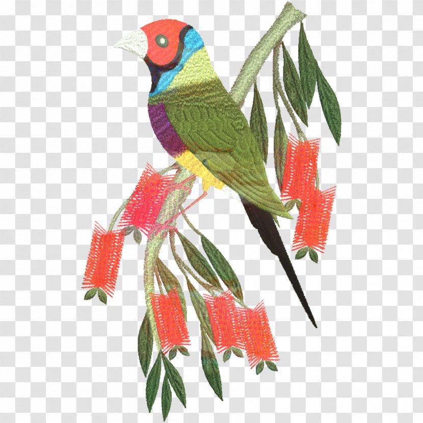 Bird Parrot - Budgerigar - Budgie Lovebird Transparent PNG