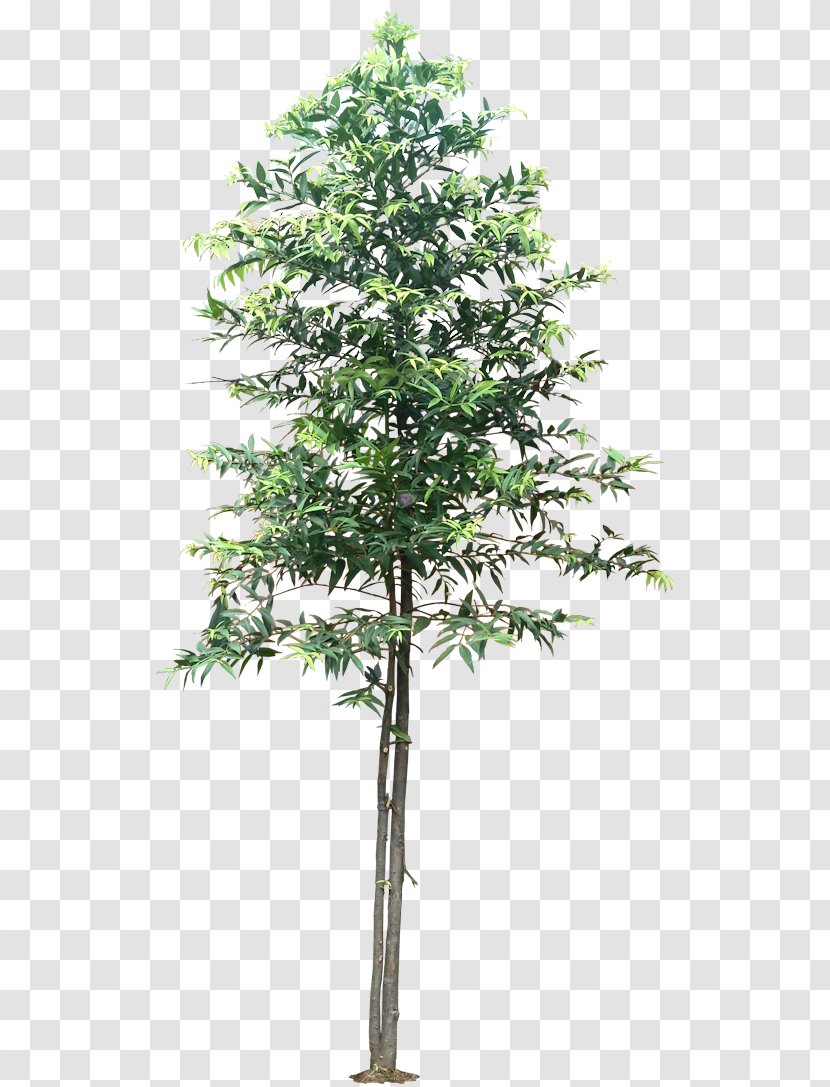 Tree Schefflera Arboricola Agathis Dammara Flower Houseplant - Conifer Cone - Coniferous Plants Transparent PNG