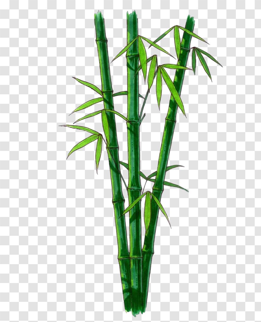 Bamboo Plant Stem Flower Leaf - Flowering Flowerpot Transparent PNG