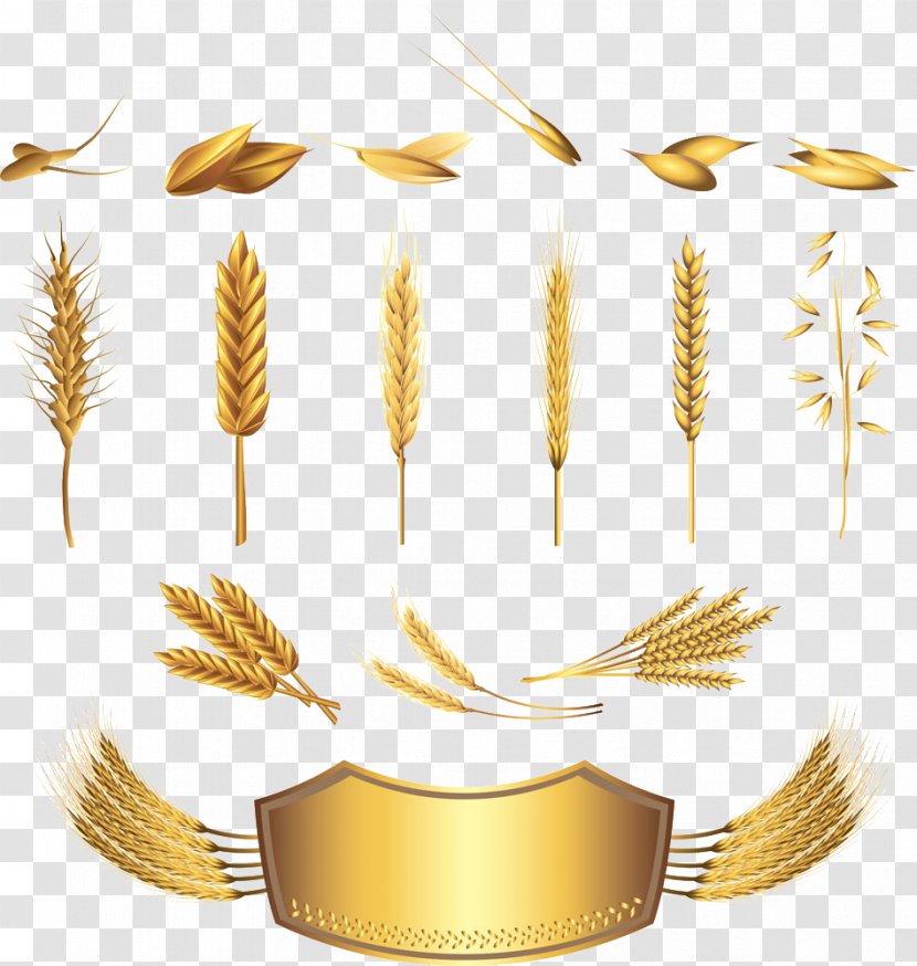 Wheat Cereal Ear Illustration - Grain - Picture Transparent PNG