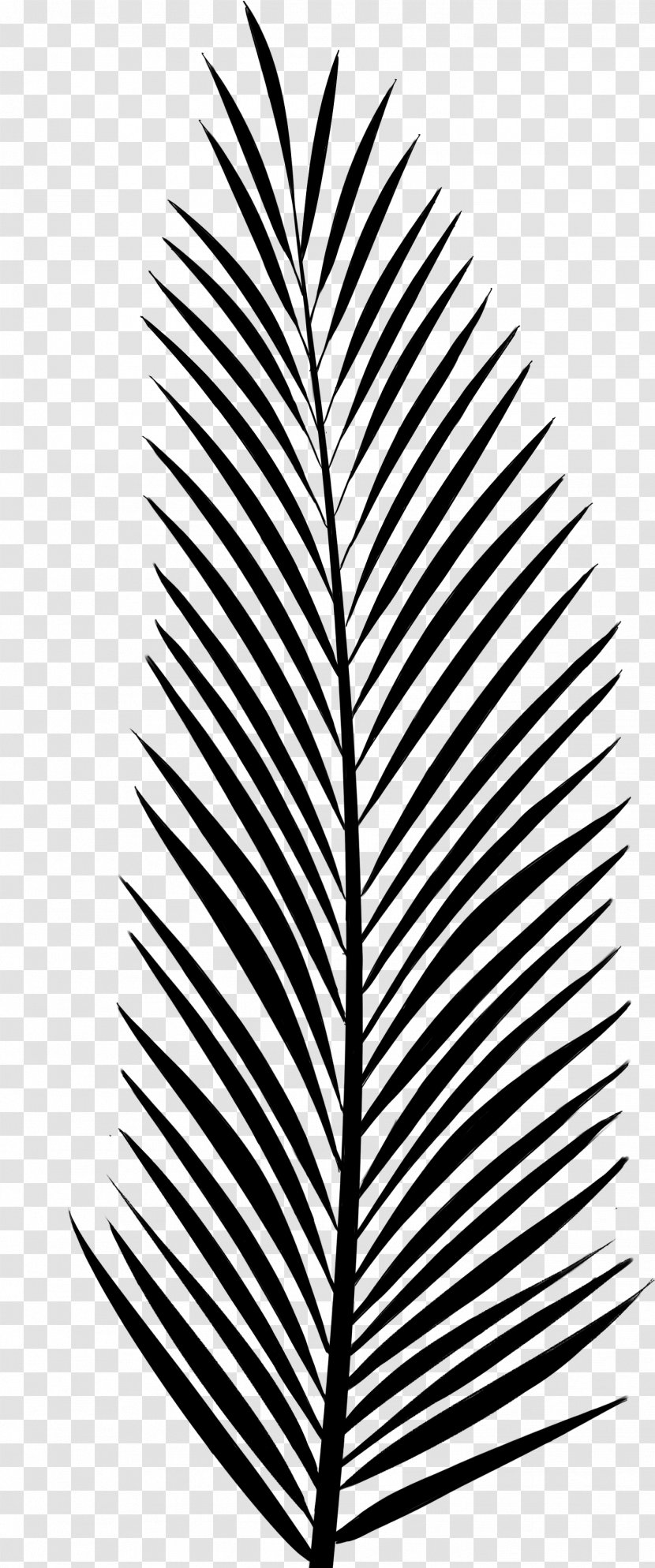 Pine Palm Trees Leaf Vascular Plant - Drawing Transparent PNG