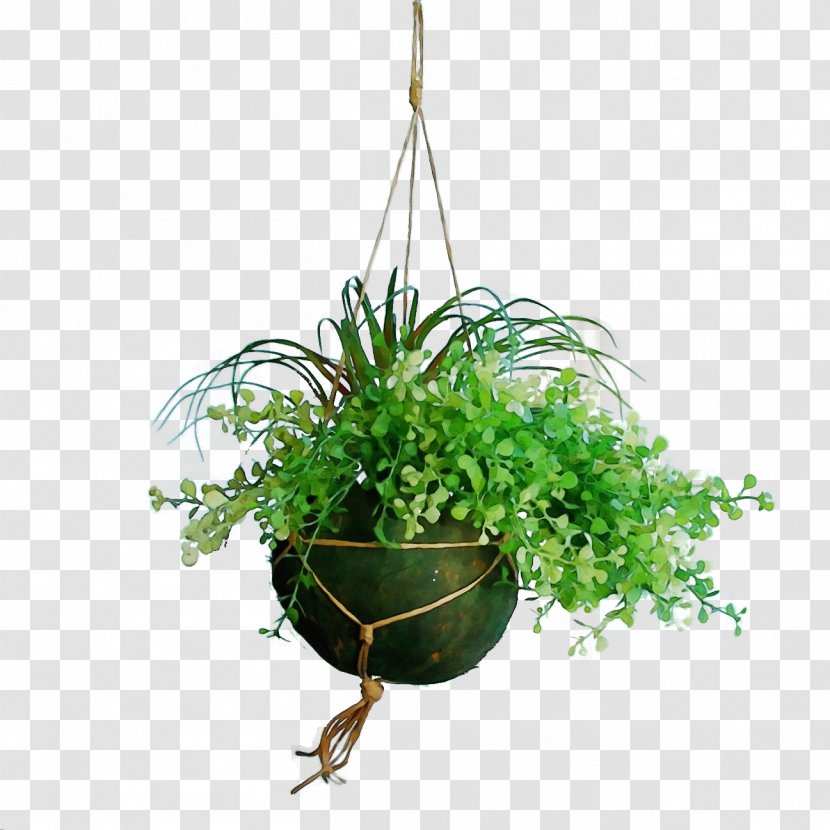 Flowerpot Plant Flower Houseplant Grass - Herb - Vascular Moss Transparent PNG