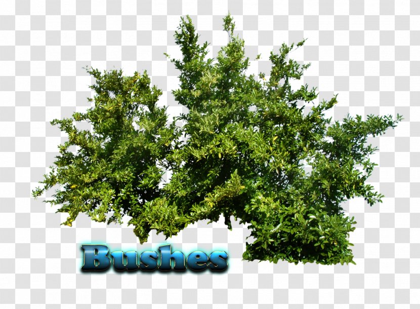 Shrub Clip Art Image Plants - Tree Transparent PNG