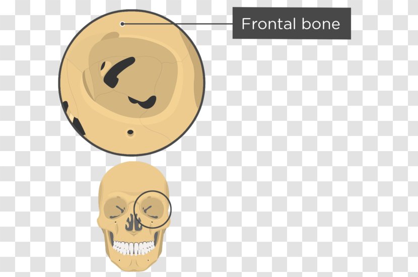The Human Skull Orbit Anatomy Sphenoid Bone - Smile - Bones Transparent PNG