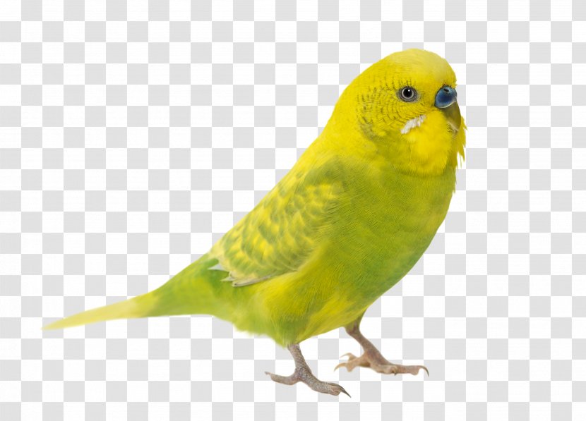 Budgerigar Parrot Bird Parakeet Cockatiel - Stock Photography Transparent PNG