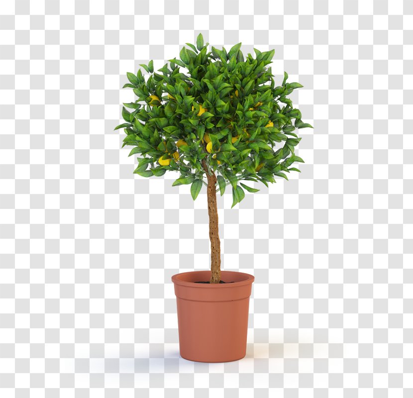 Trunk Houseplant Tree Topiary - Albizia Julibrissin Transparent PNG