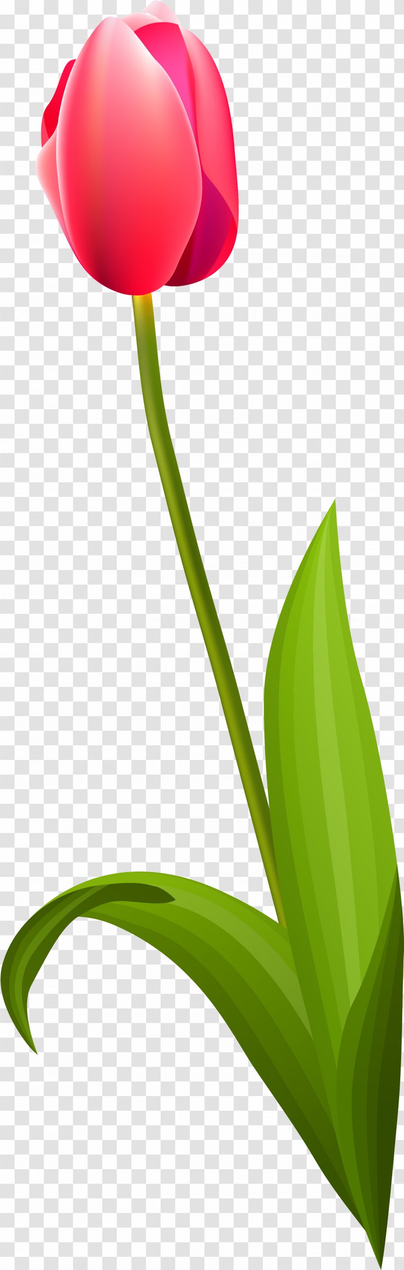 Tulip Cut Flowers Plant Stem Petal Leaf - 123 Transparent PNG