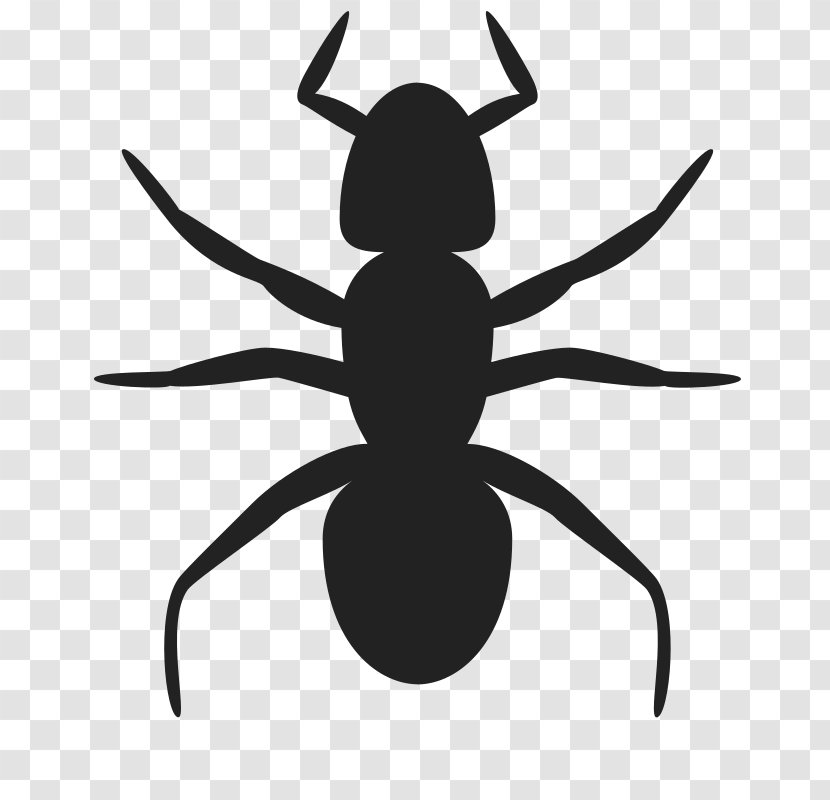 Ant Clip Art - Symbol - Ants Transparent PNG