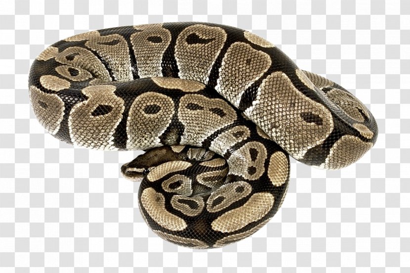 Snake Boa Constrictor Reptile Transparent PNG