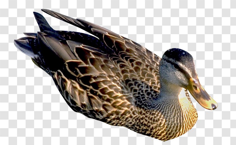Mallard Duck Bird Cygnini - April Transparent PNG