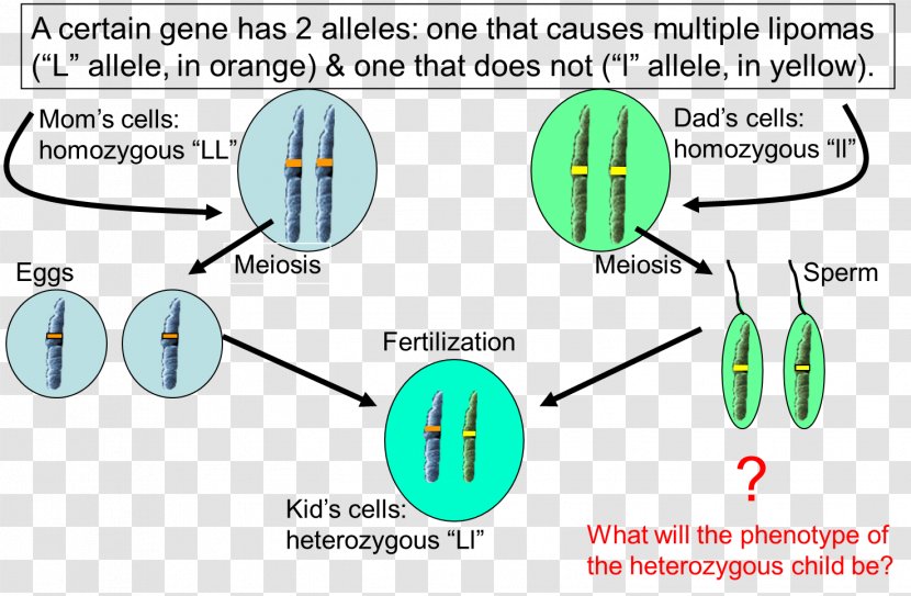 Allele Dominance Heterozygote Advantage Cell Genetics - Genotypephenotype Distinction - Cornell Notes Transparent PNG
